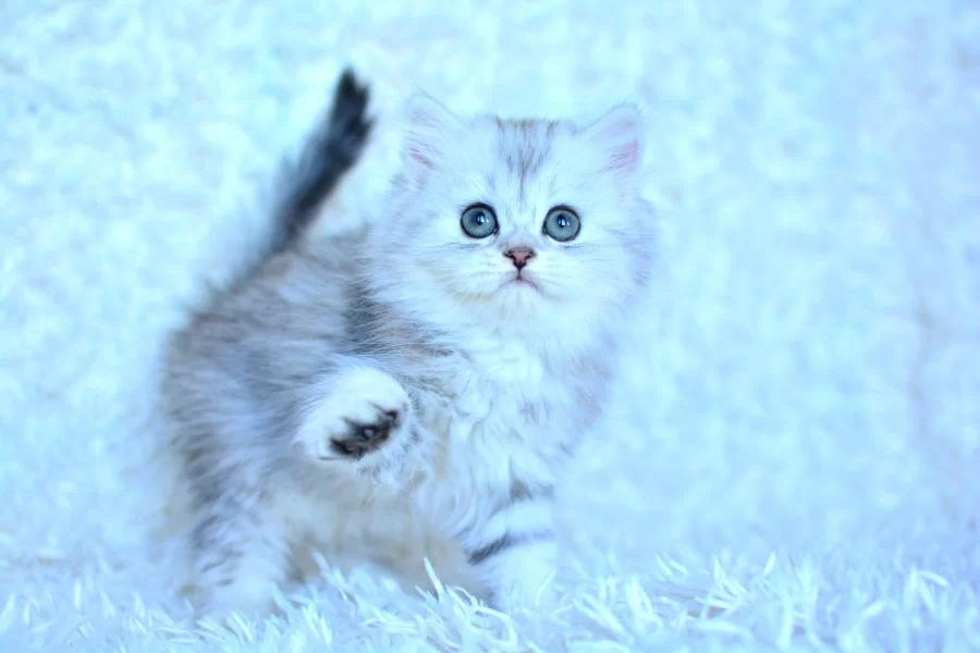Show Kalite Silver Ns11 British Longhair