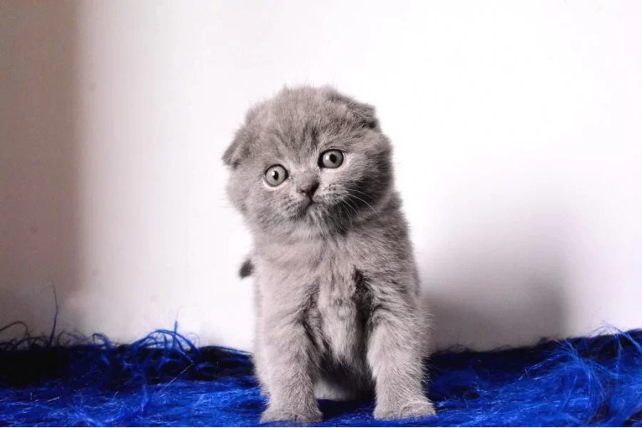 Essiz Kalitede Gri Scottish Fold