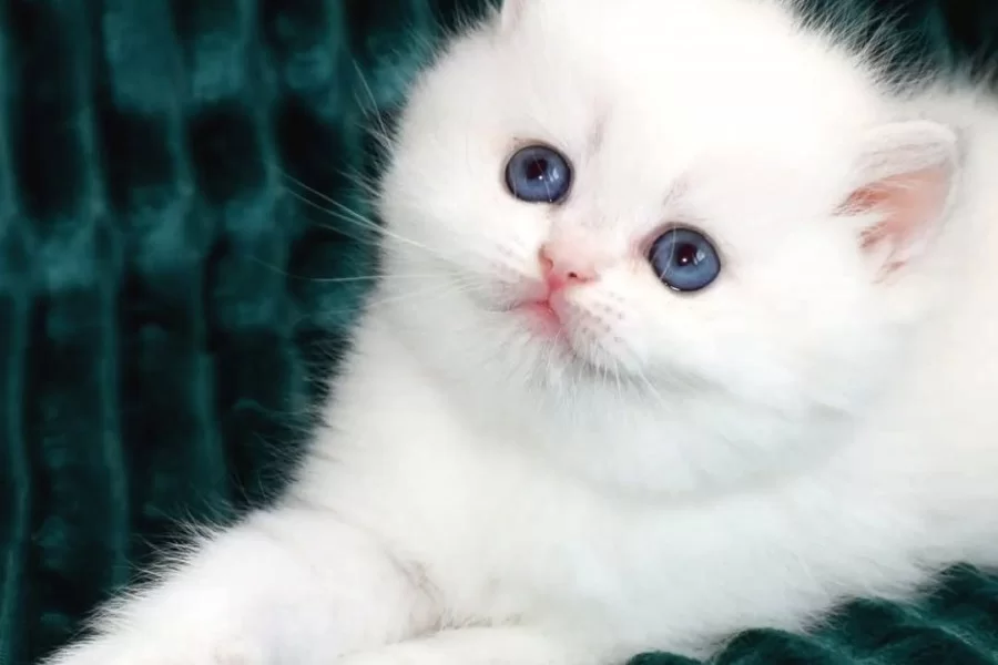 Kar Beyaz Silver British Shorthair Ns1133