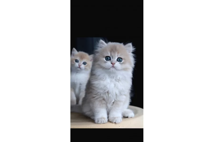 Dikkat Cekici Ay Golden British Longhair