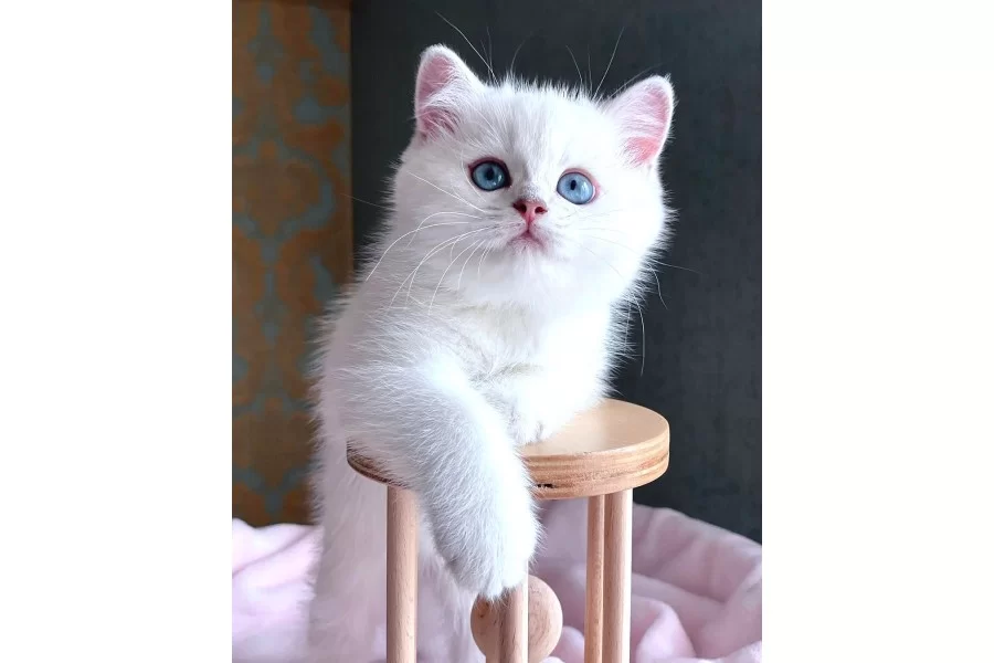 Dunya Guzeli Silver British Shorthair Ns1133