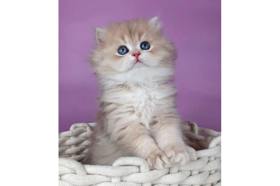 Yumusacık Ay Golden British Longhair