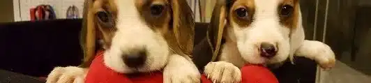 Irk Garantili Beagle Yavruları