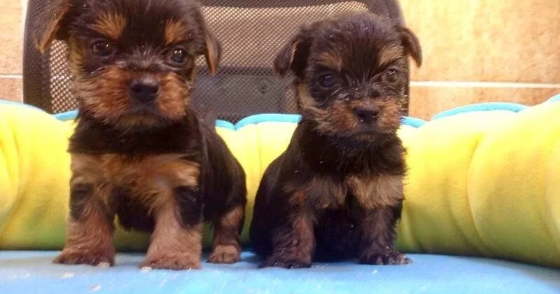 Sirin Sevimli Yorkshire Terrier Yavrularımız