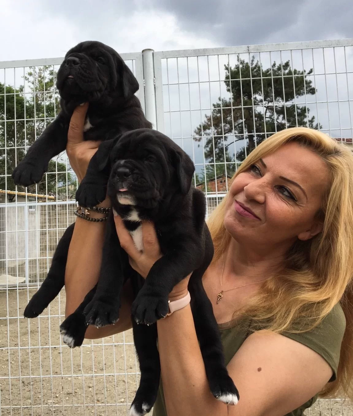 Koca Kafa Muhteşem Cane Corso Yavrularımız
