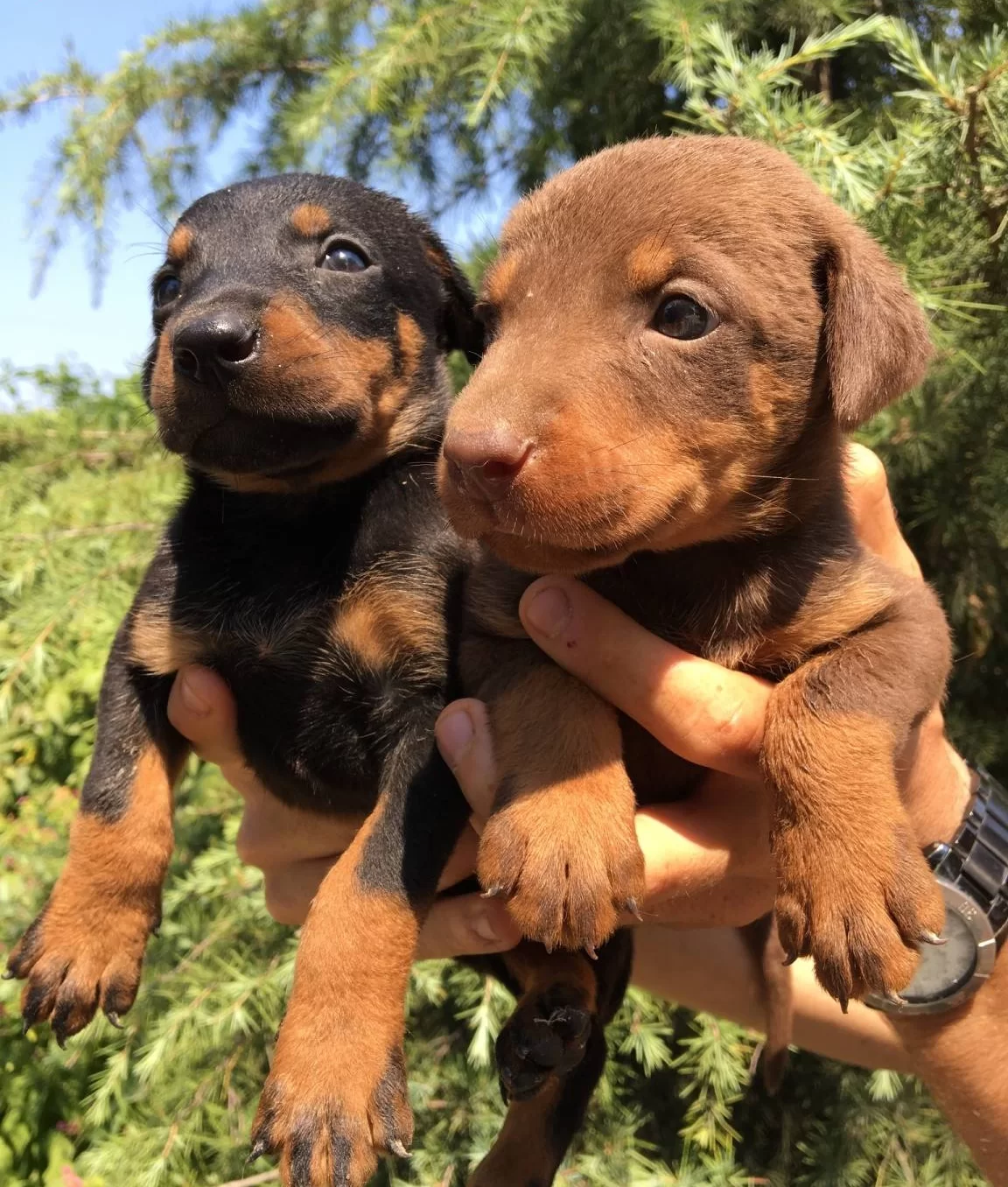 Mukemmel King Doberman Yavrularımız