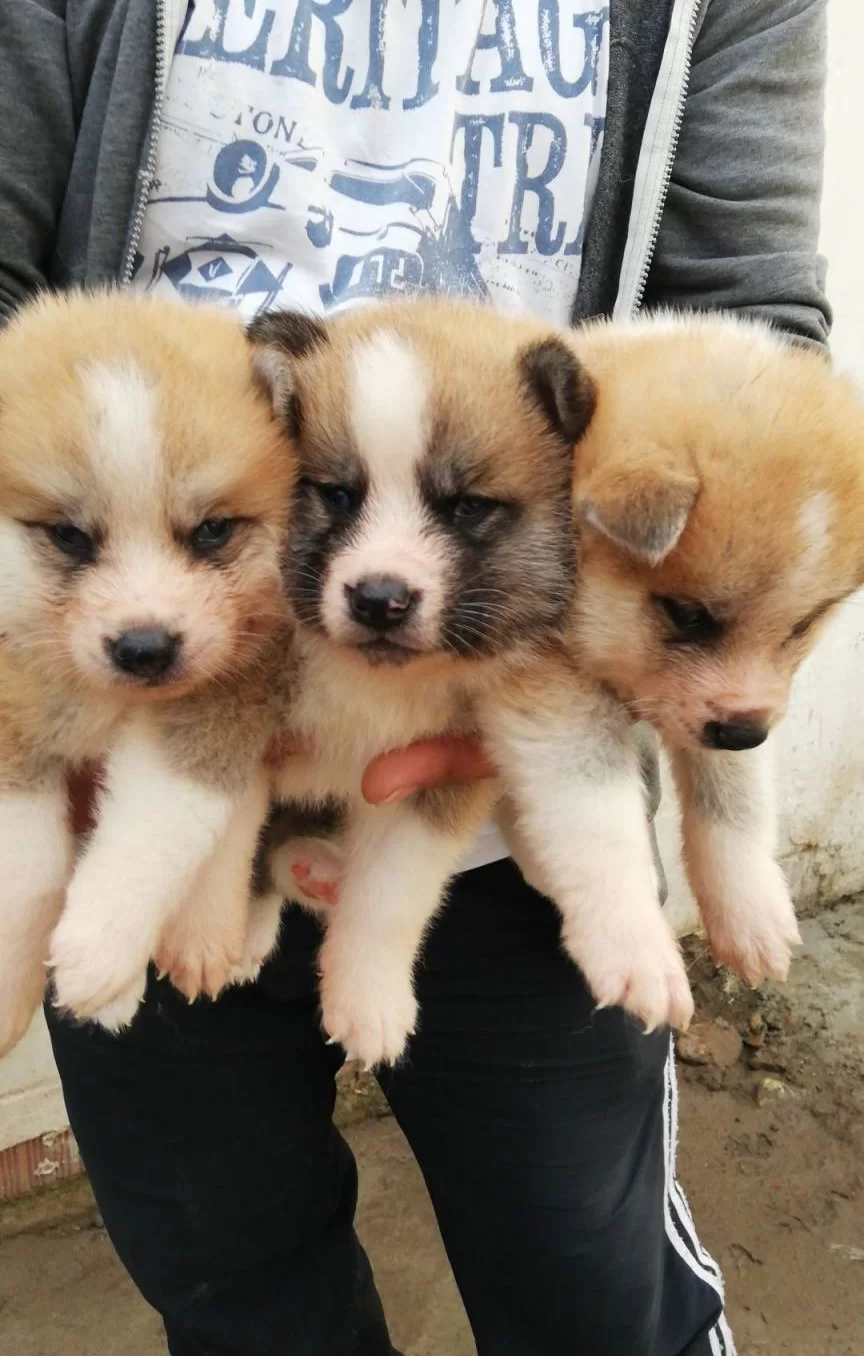 Safkan Irk Garantili Akita