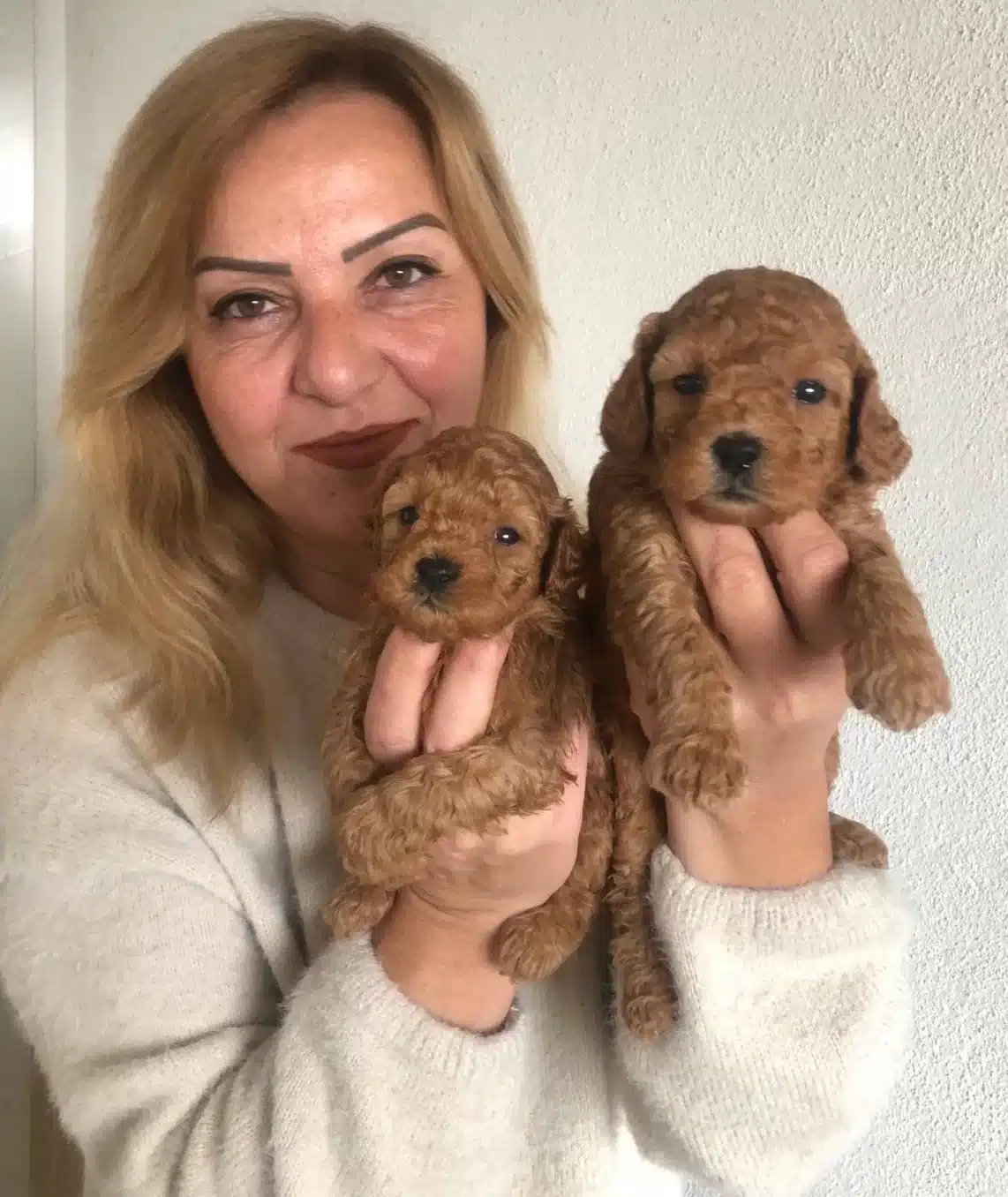 Mukemmel Toy Poodle Yavrularımız