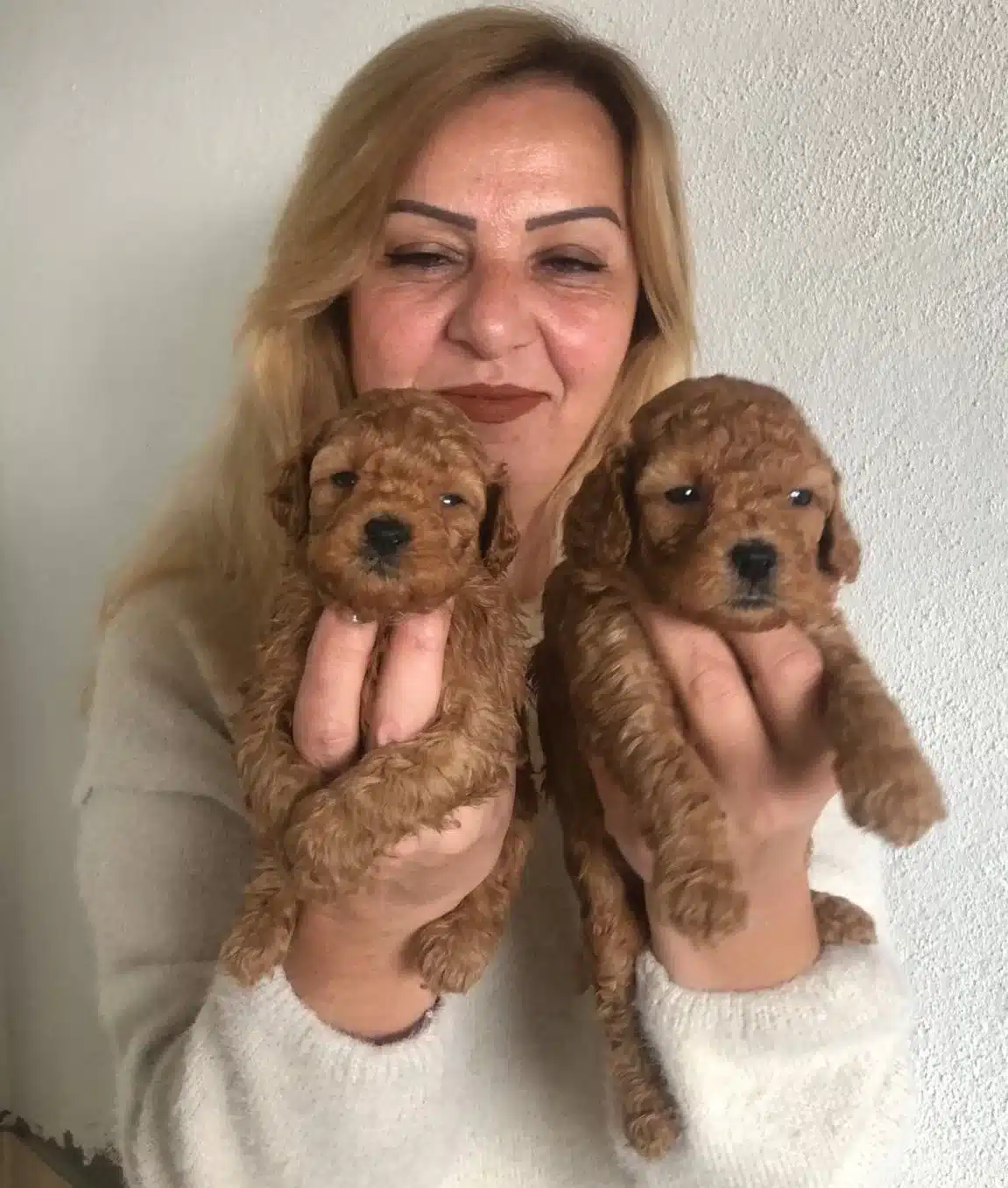 Mukemmel Toy Poodle Yavrularımız