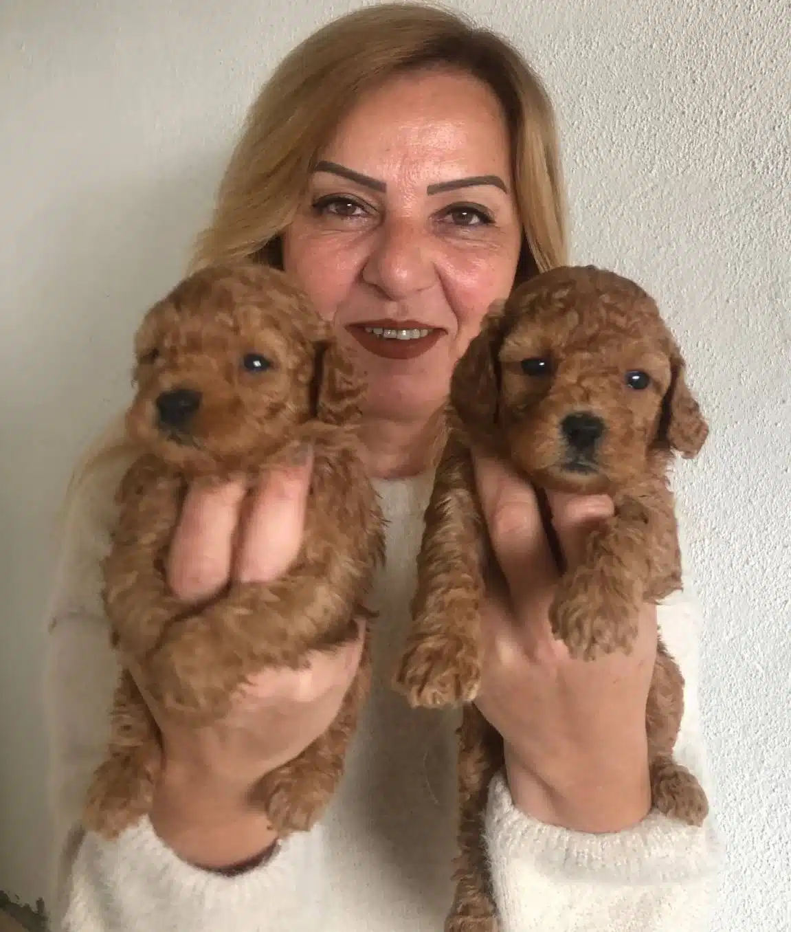 Mukemmel Toy Poodle Yavrularımız