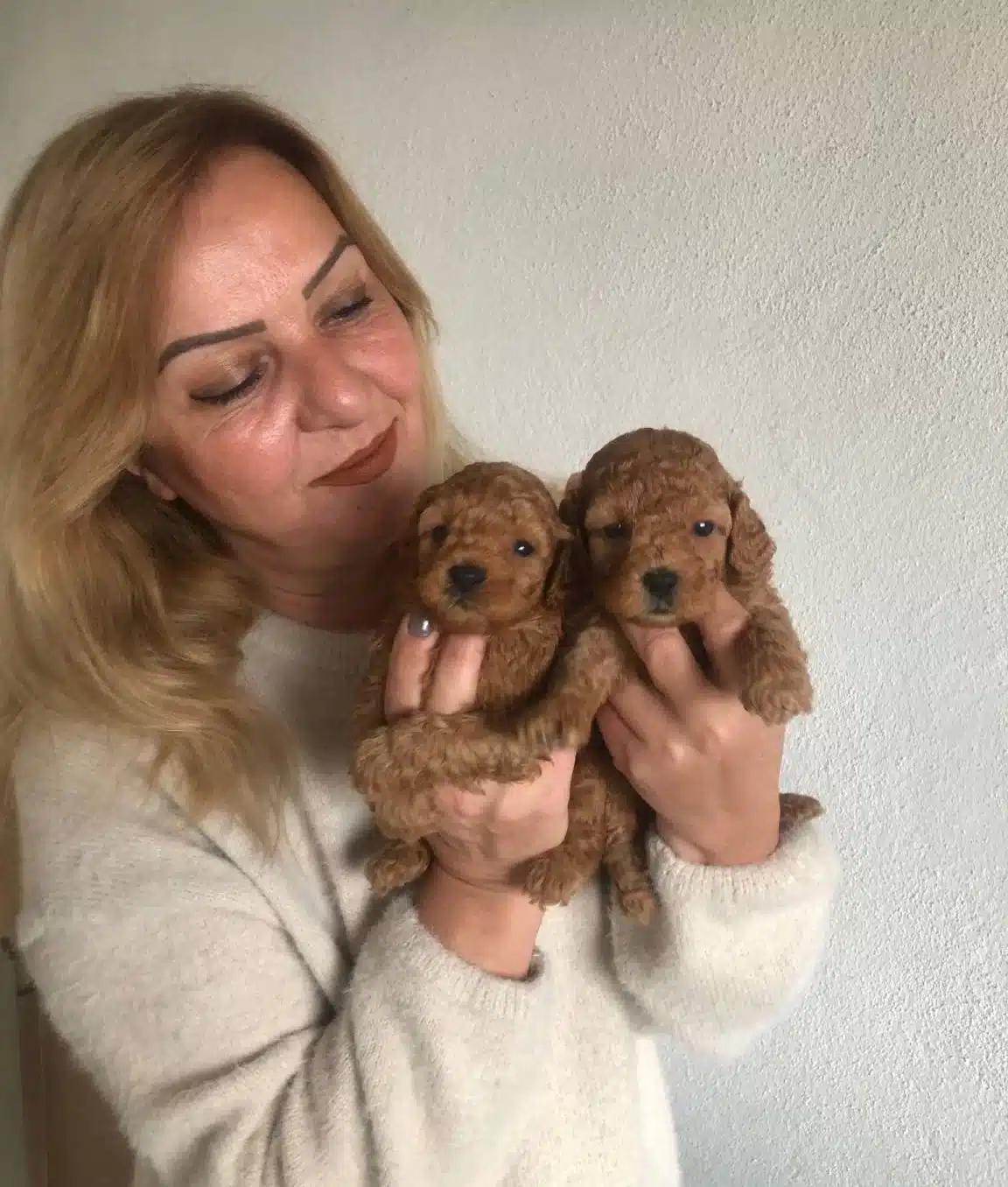 Mukemmel Toy Poodle Yavrularımız