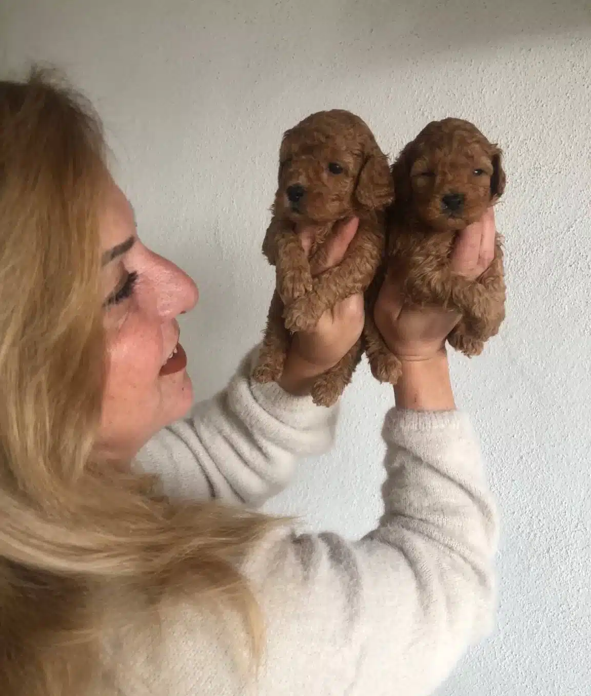 Mukemmel Toy Poodle Yavrularımız