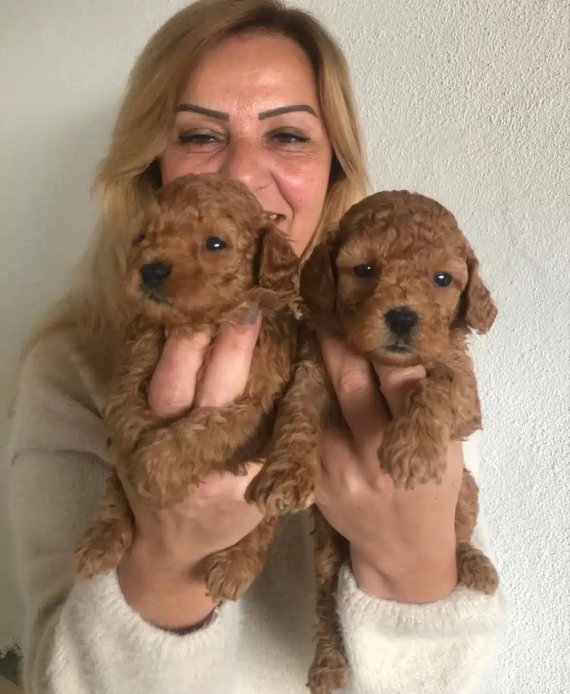 Mukemmel Toy Poodle Yavrularımız