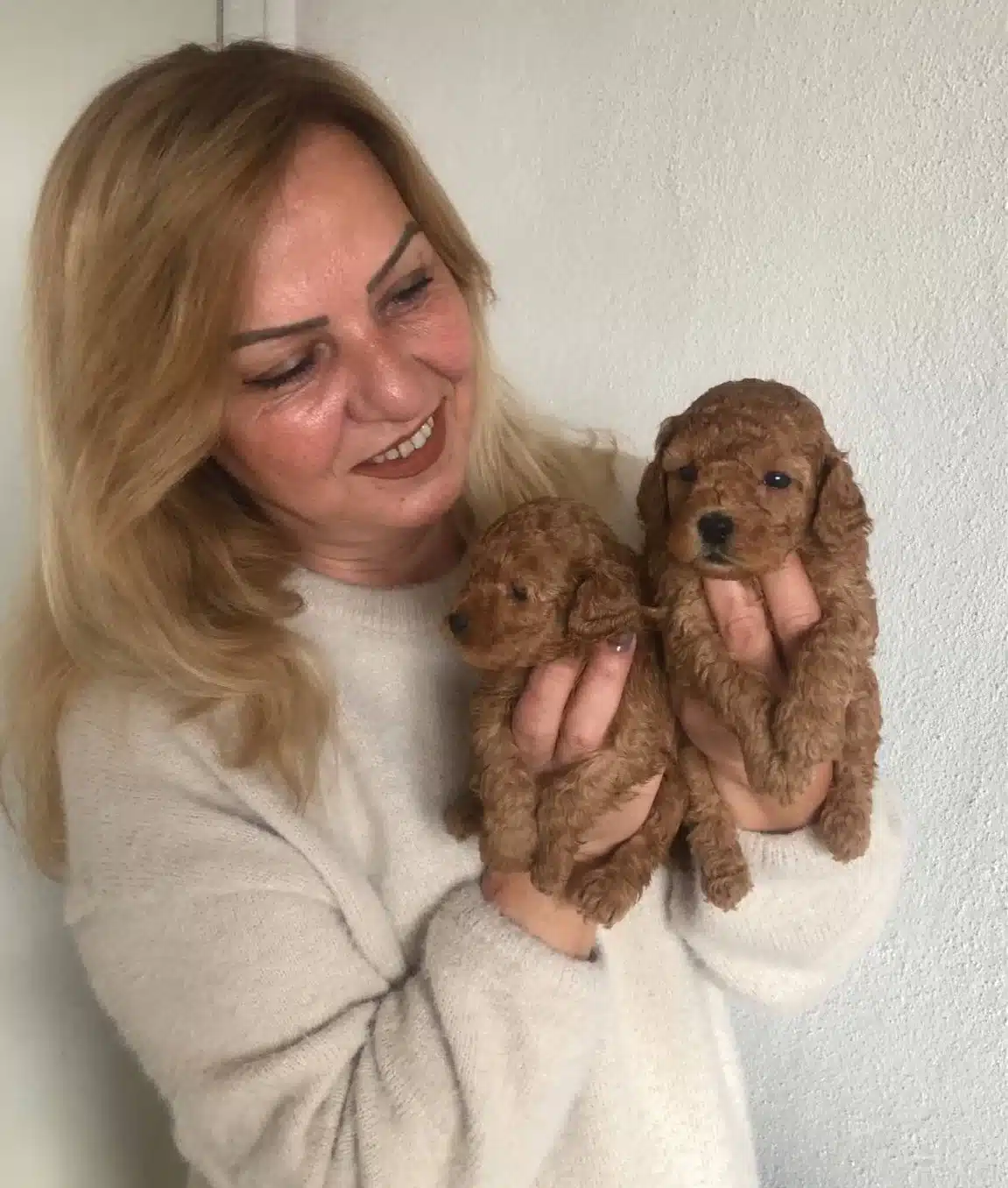 Mukemmel Toy Poodle Yavrularımız