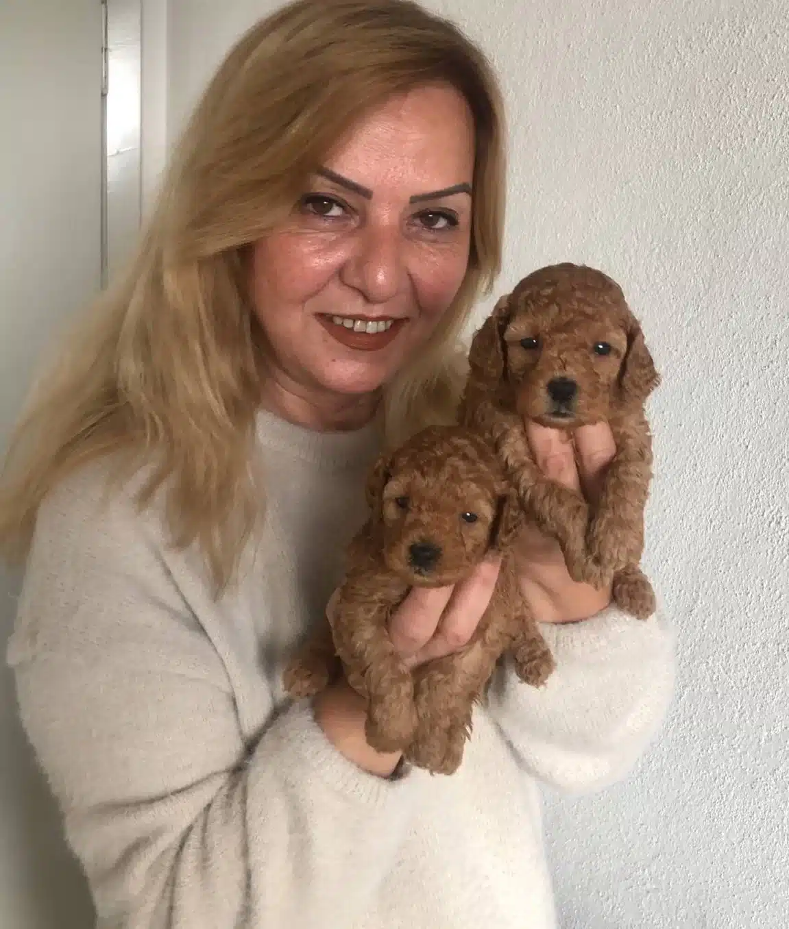 Mukemmel Toy Poodle Yavrularımız