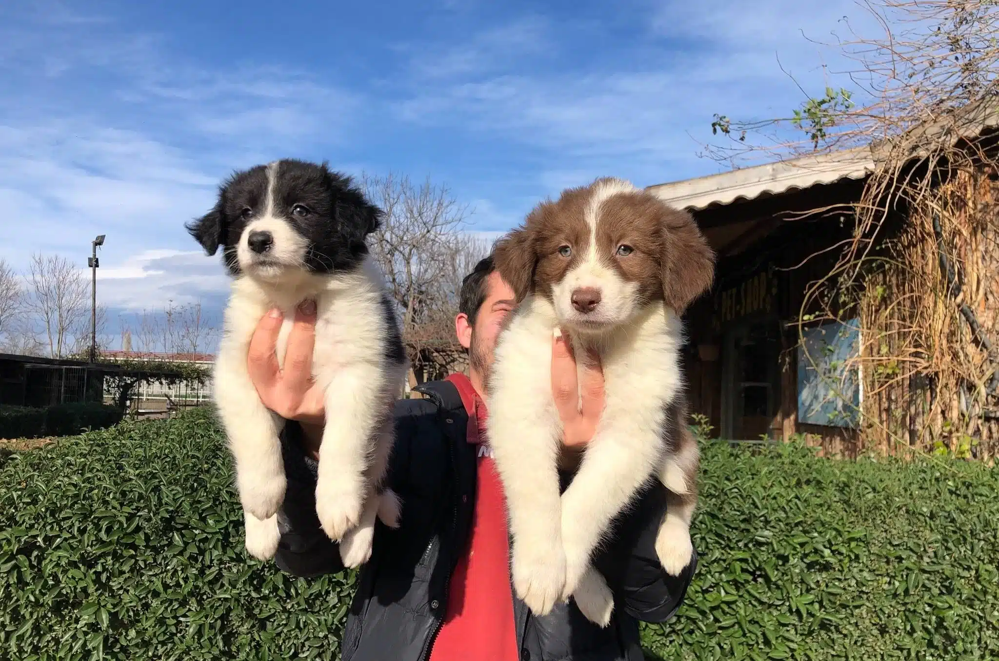 Border Collie Yavrularımız