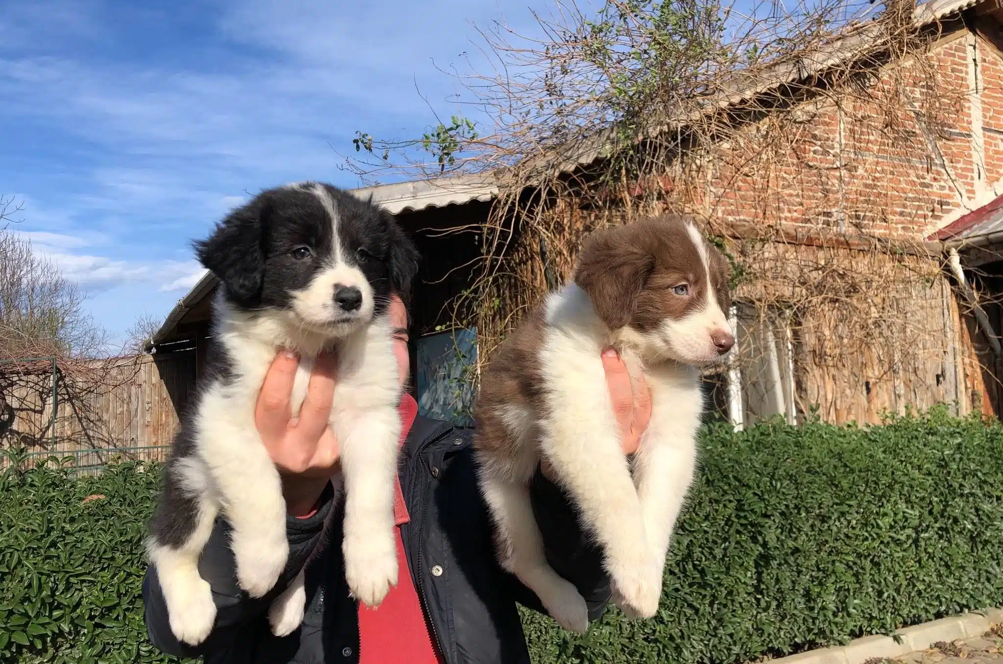 Border Collie Yavrularımız