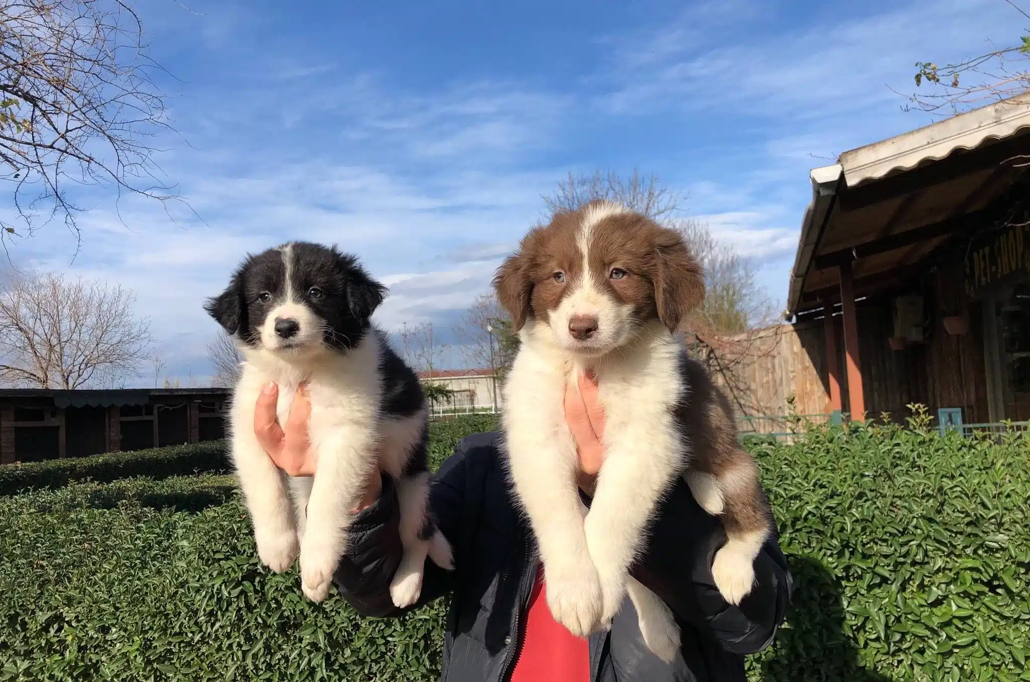 Border Collie Yavrularımız