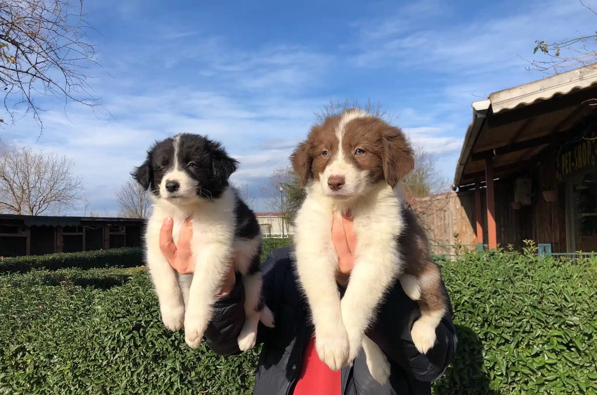 Border Collie Yavrularımız