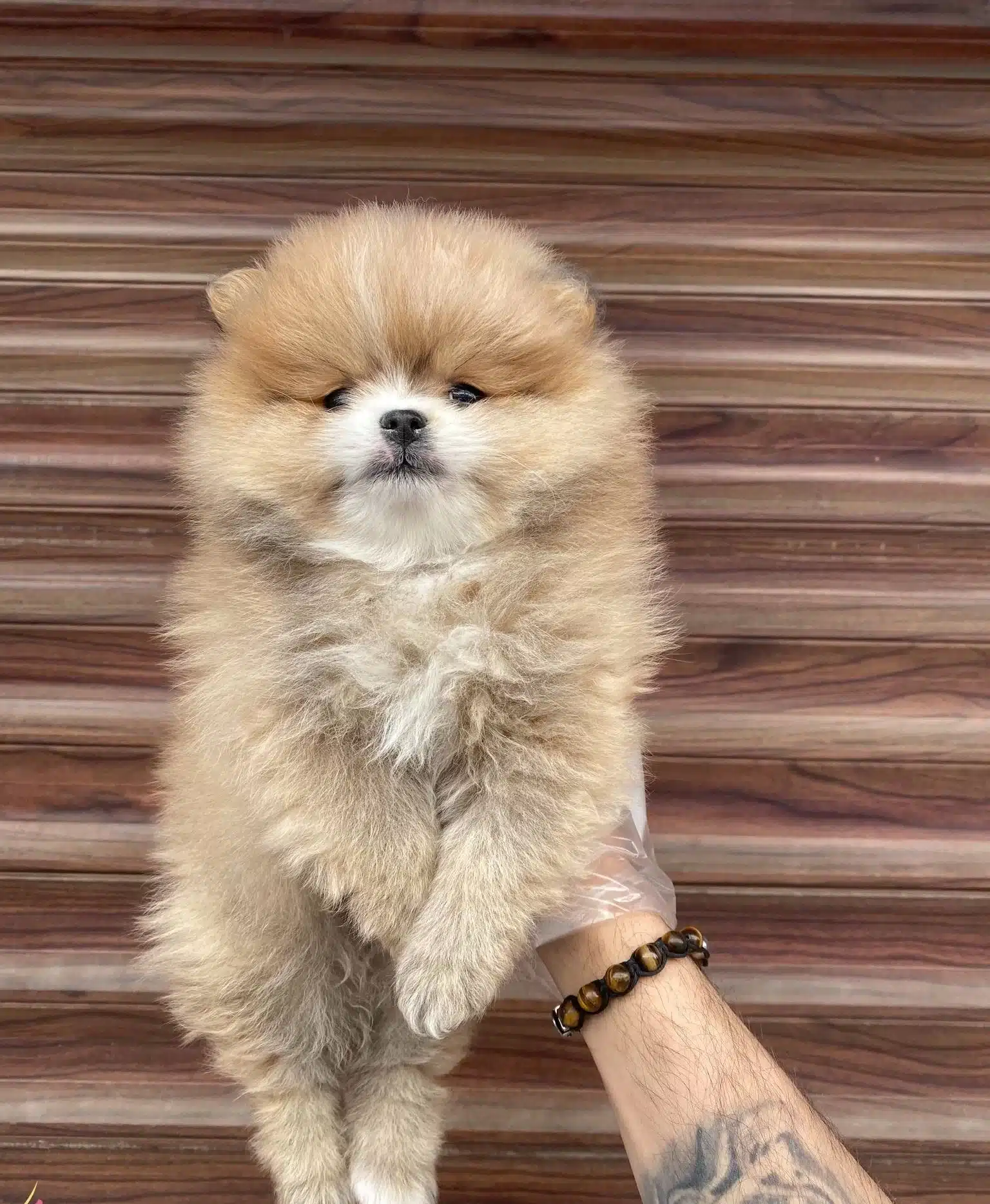 Dunyanın En Tatlısı Pomeranian Boo