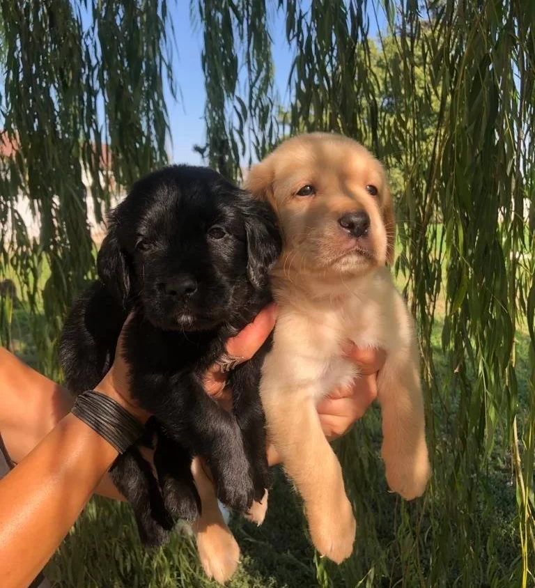 Irk Garantili Labrador Retriever Yavrularımız
