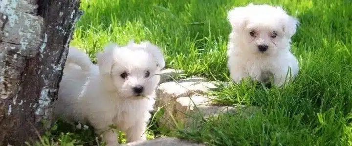 Orijinal Numara Kore Kani Maltese Yavrulari