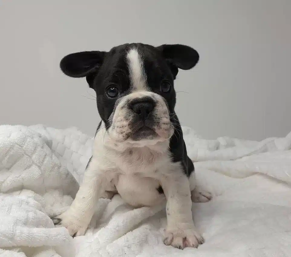 French Buldog Yavrularımız