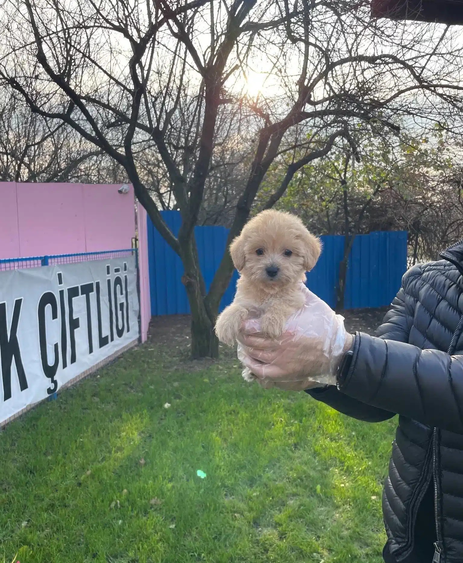 Gerçek Tea Cup Maltipoo Bebeklerimiz