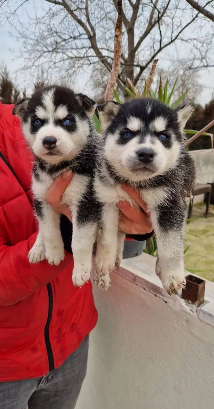 Sağlık Garantili Masmavi Gozlu Sibirya Husky Yavrularımız