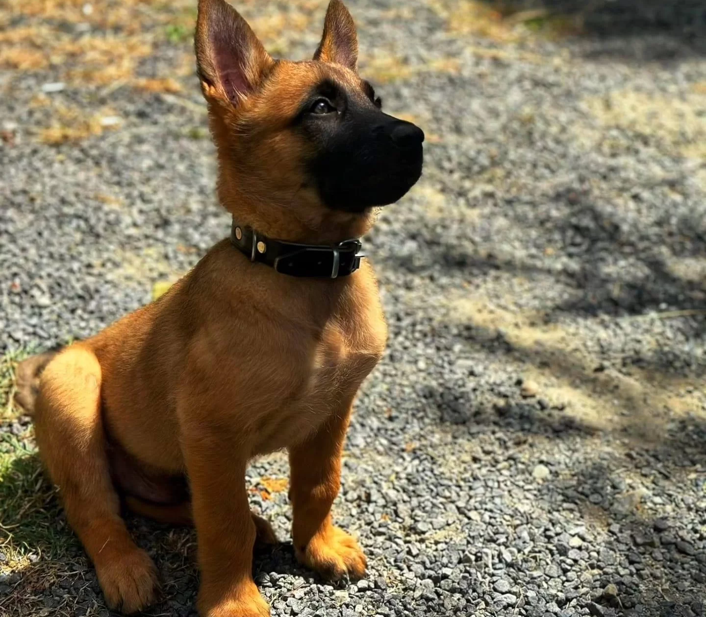 Irk Ve Sağlık Garantili Belcika Malinois Bebeklerim