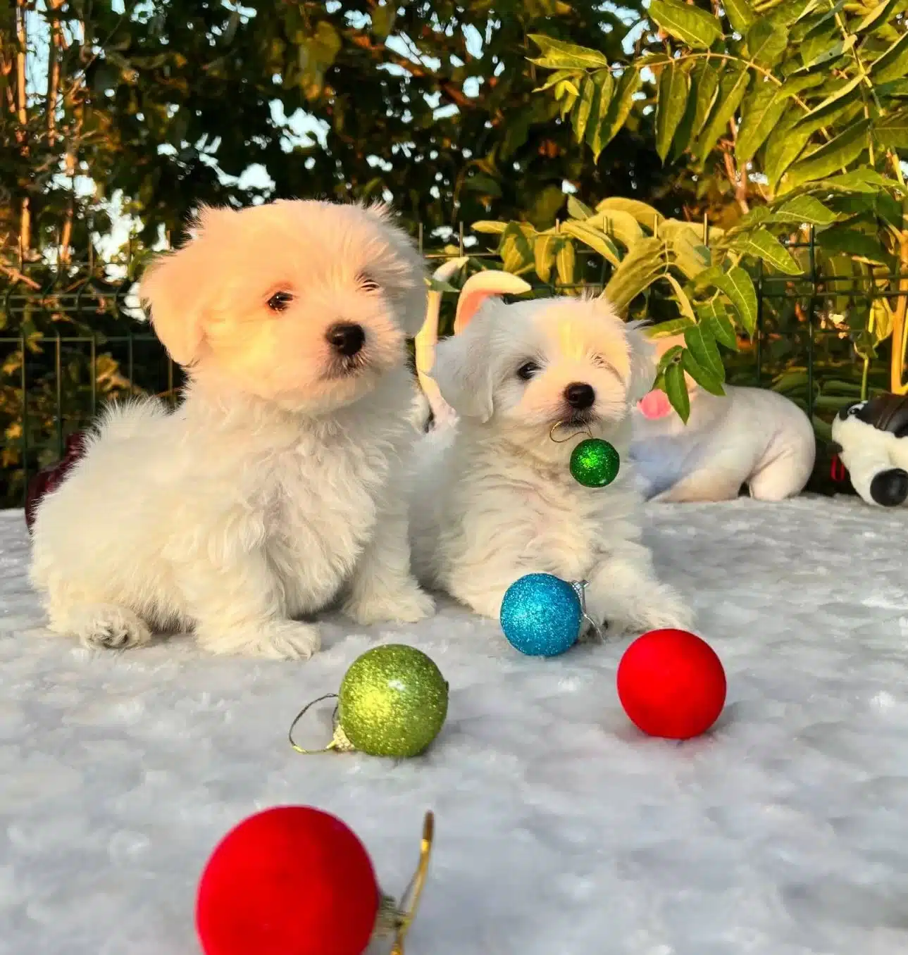 Kar Beyaz Irk Garantili Maltese Terrier Yavrular
