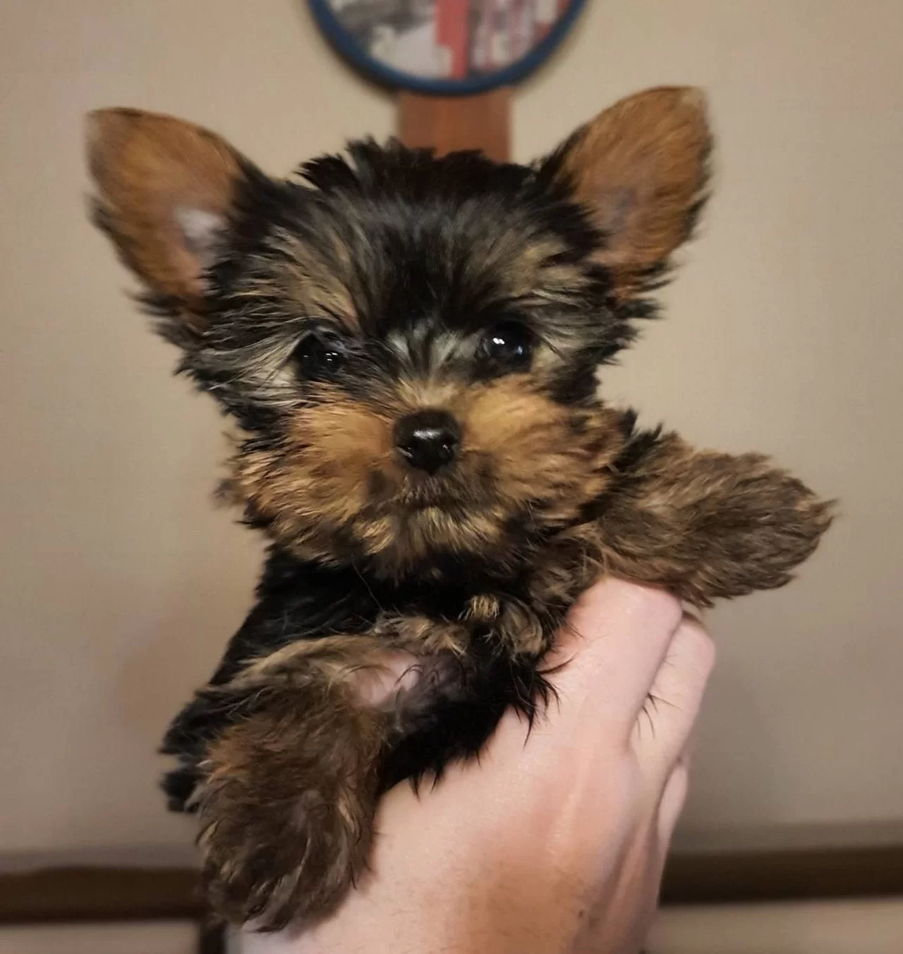 Teacup Yorkshire Yavrular