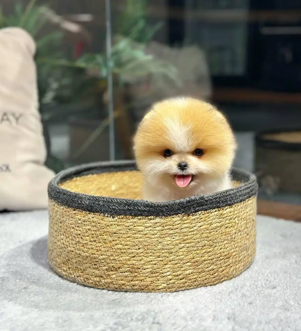 Minik Pati Pomeranian Yavrularımız