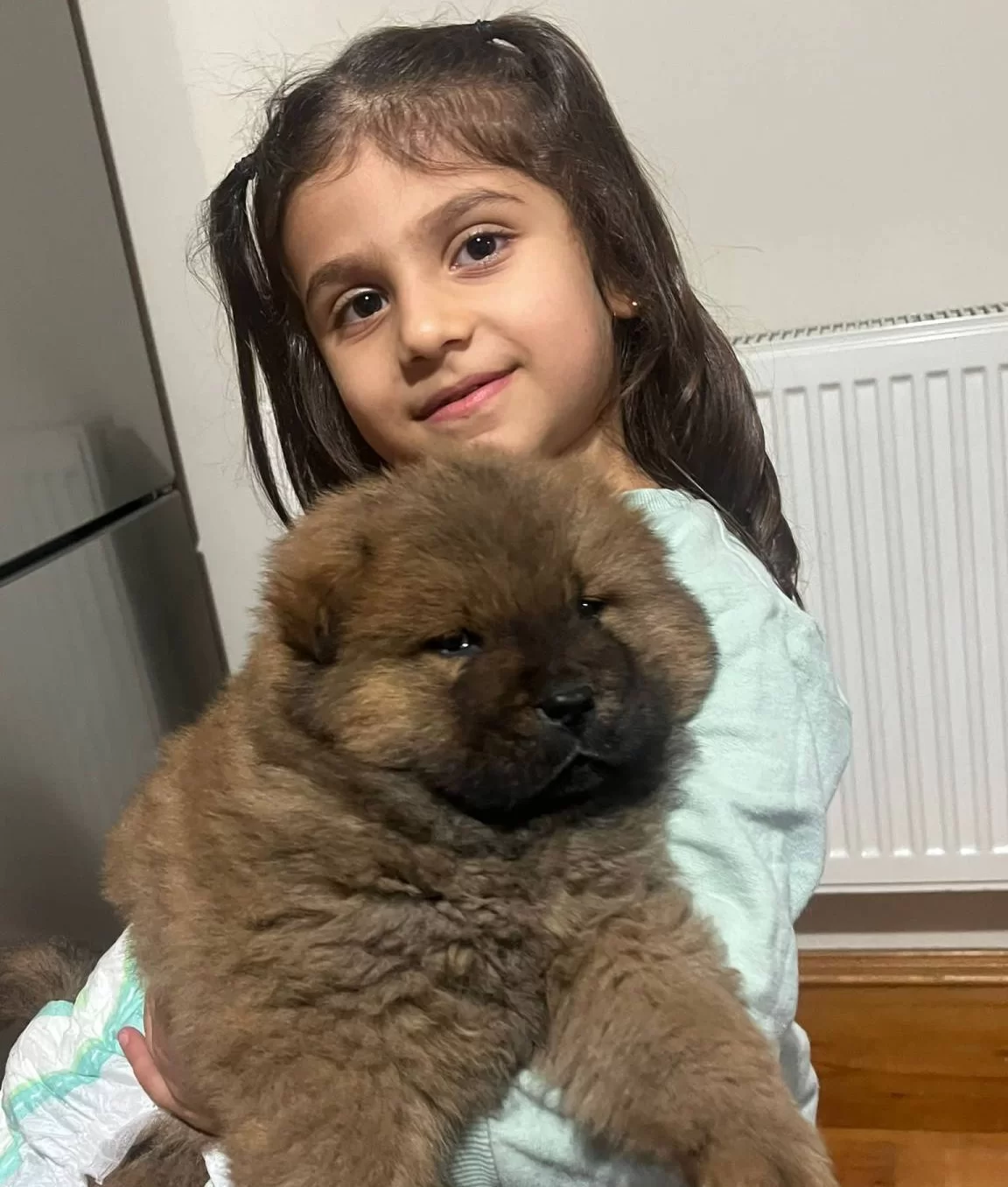 Safkan Irk Garantili Chow Chow Yavruları