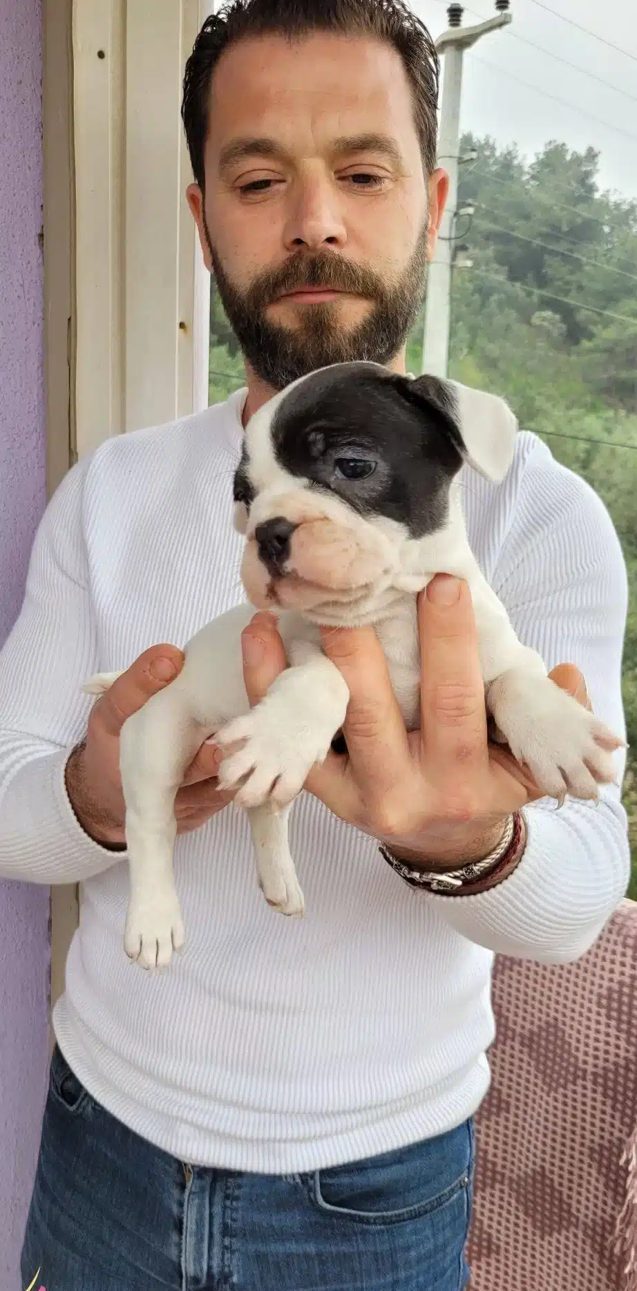 Safkan Irk Garantili Frech Bulldog Yavruları