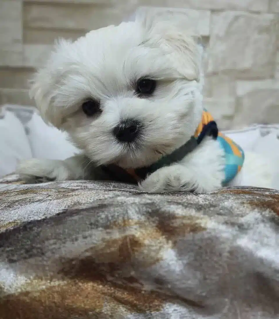 Pofuduk Maltese Yavrular