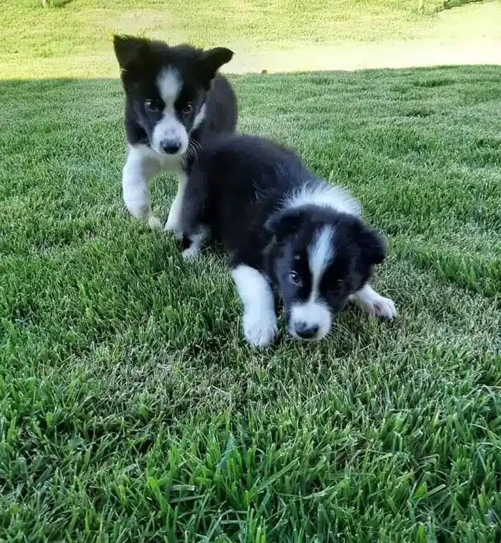 Turkiyenin En Ozel Border Collie Yavruları