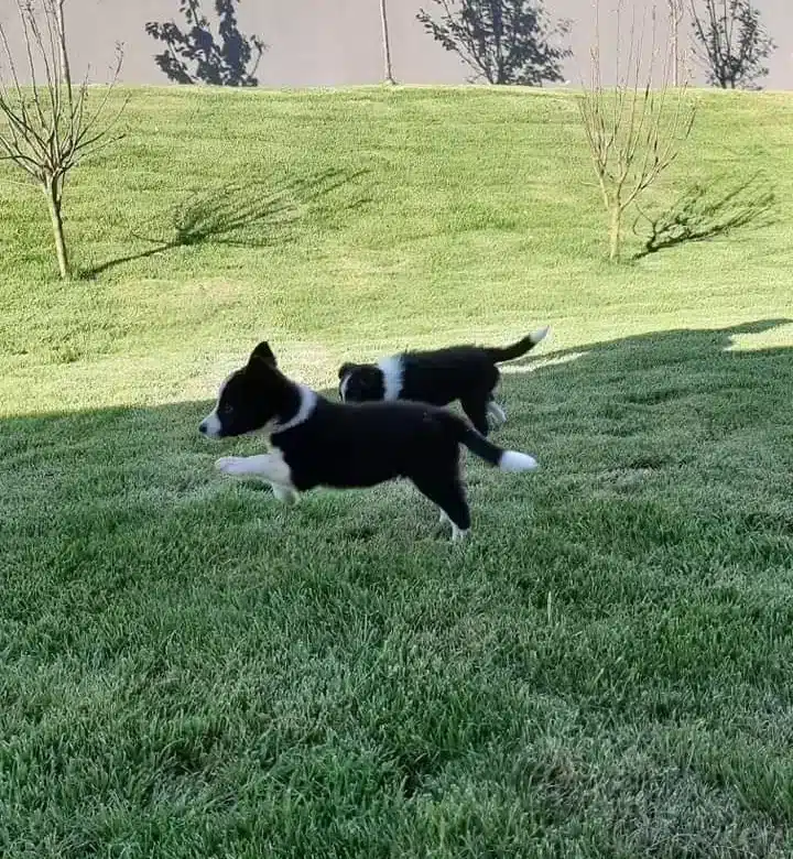 Turkiyenin En Ozel Border Collie Yavruları