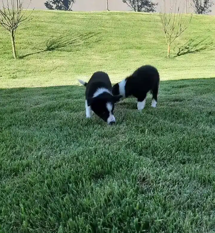 Turkiyenin En Ozel Border Collie Yavruları
