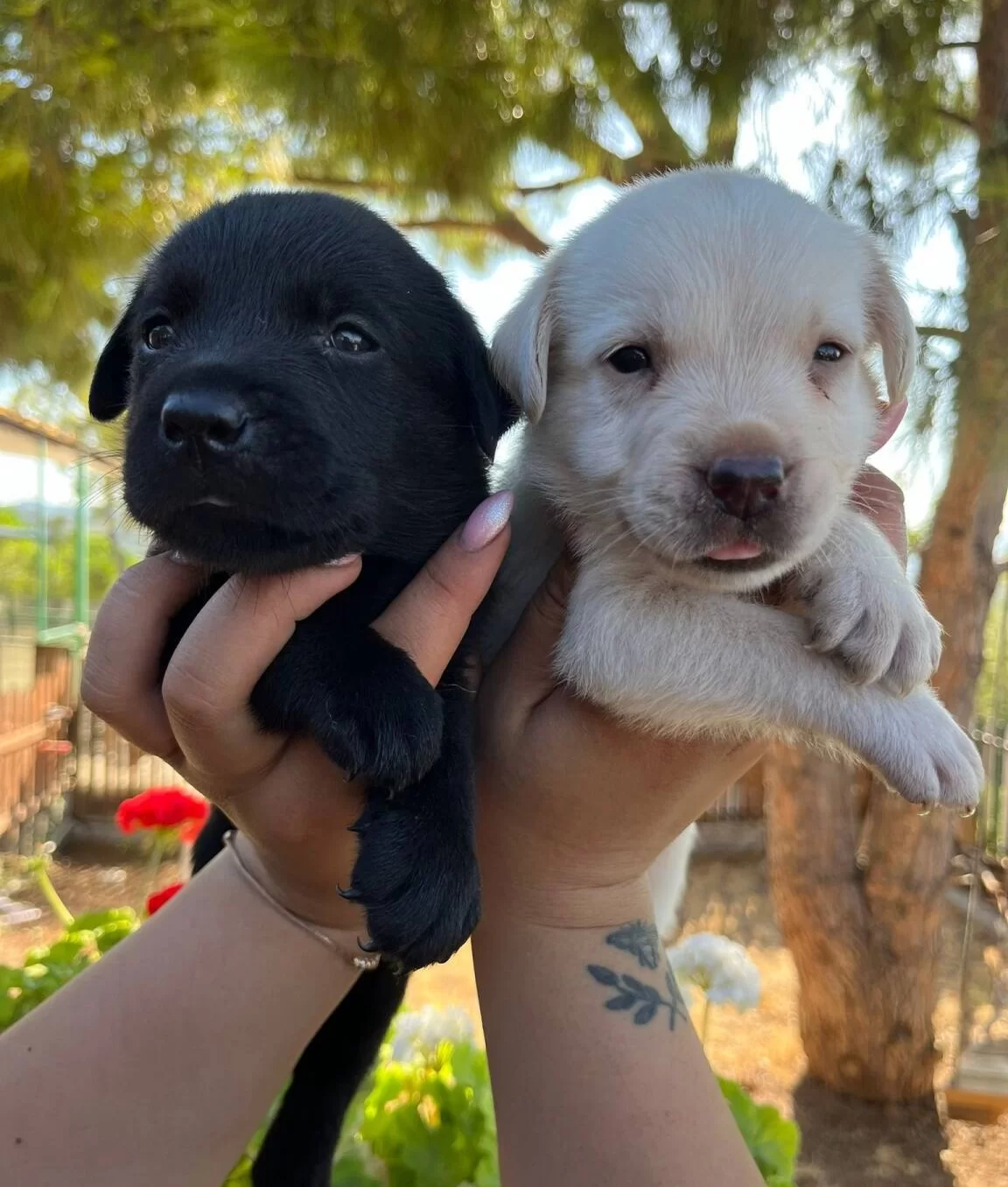 Renk Renk Labrador Bebekler