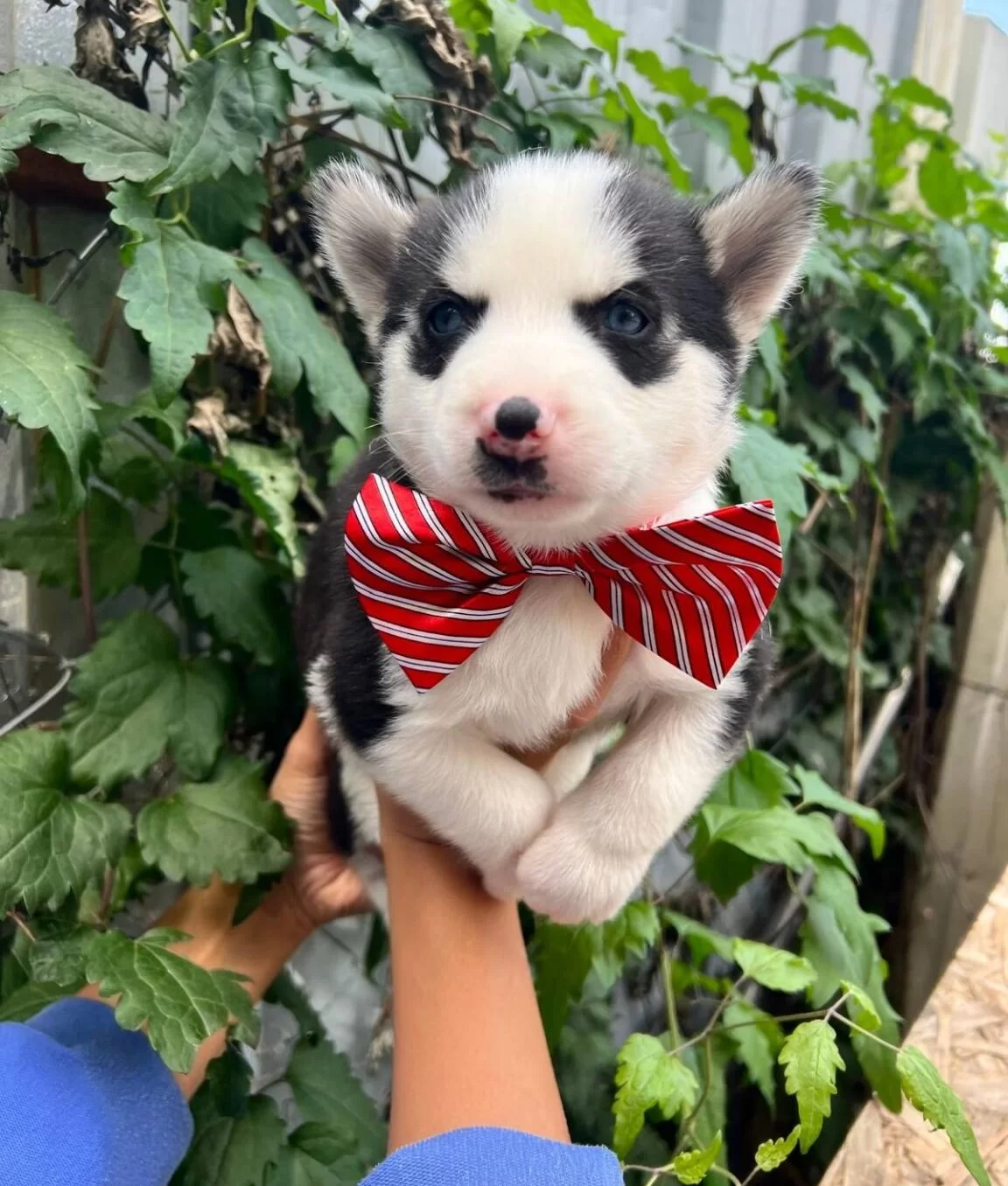 Safkan Irk Garantili Husky Yavrular