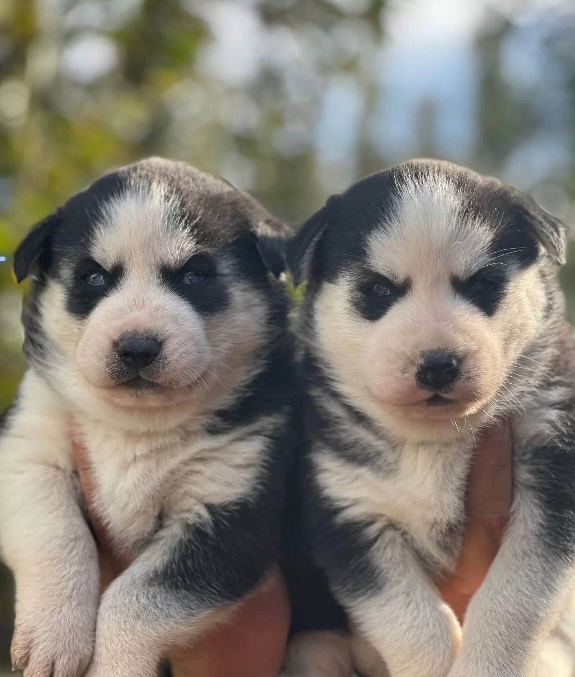 Mavi Gozlu Husky Yavruları
