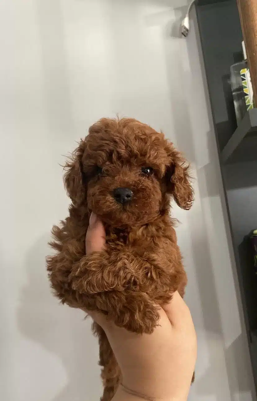 Toy Poodle Bebeklerimiz