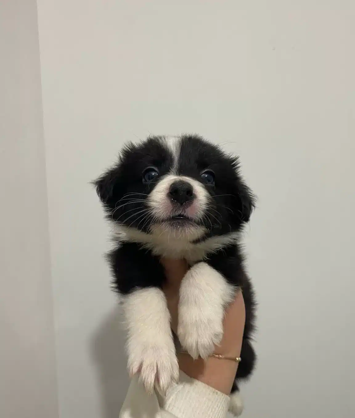 Border Collie Bebekler
