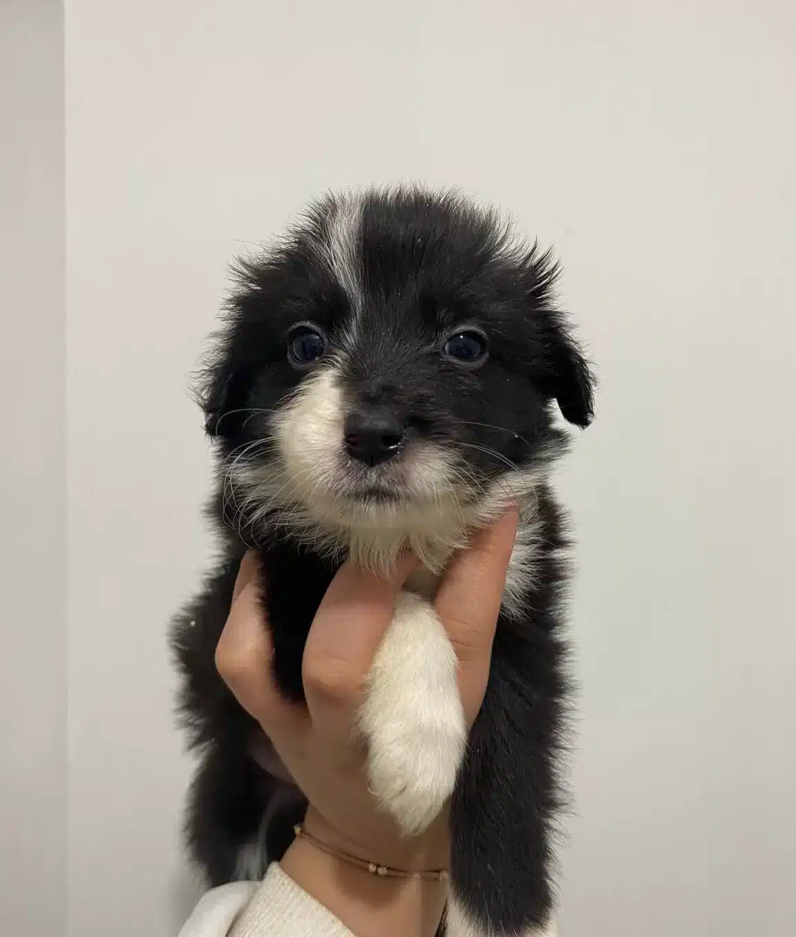 Border Collie Bebekler