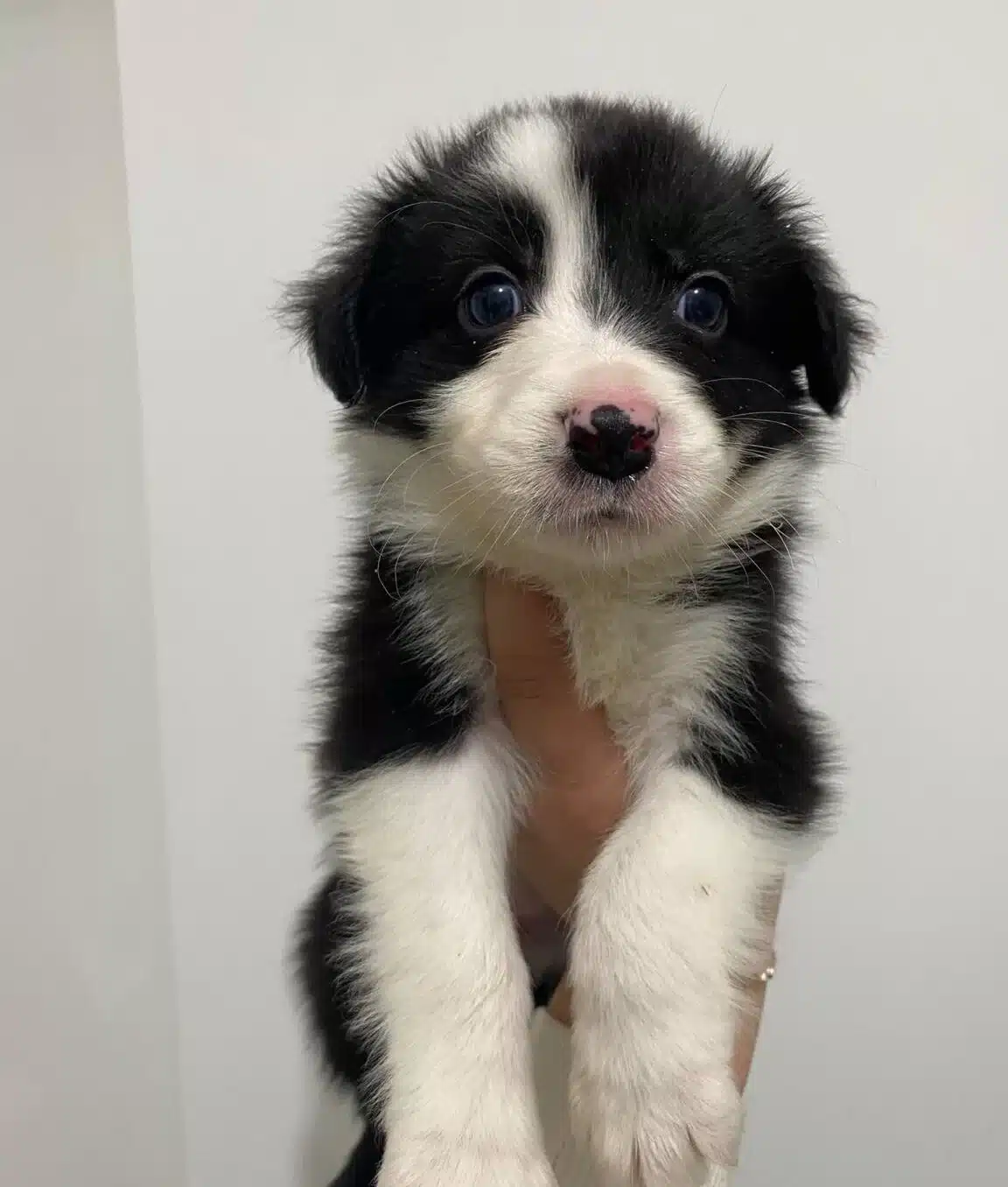 Border Collie Bebekler