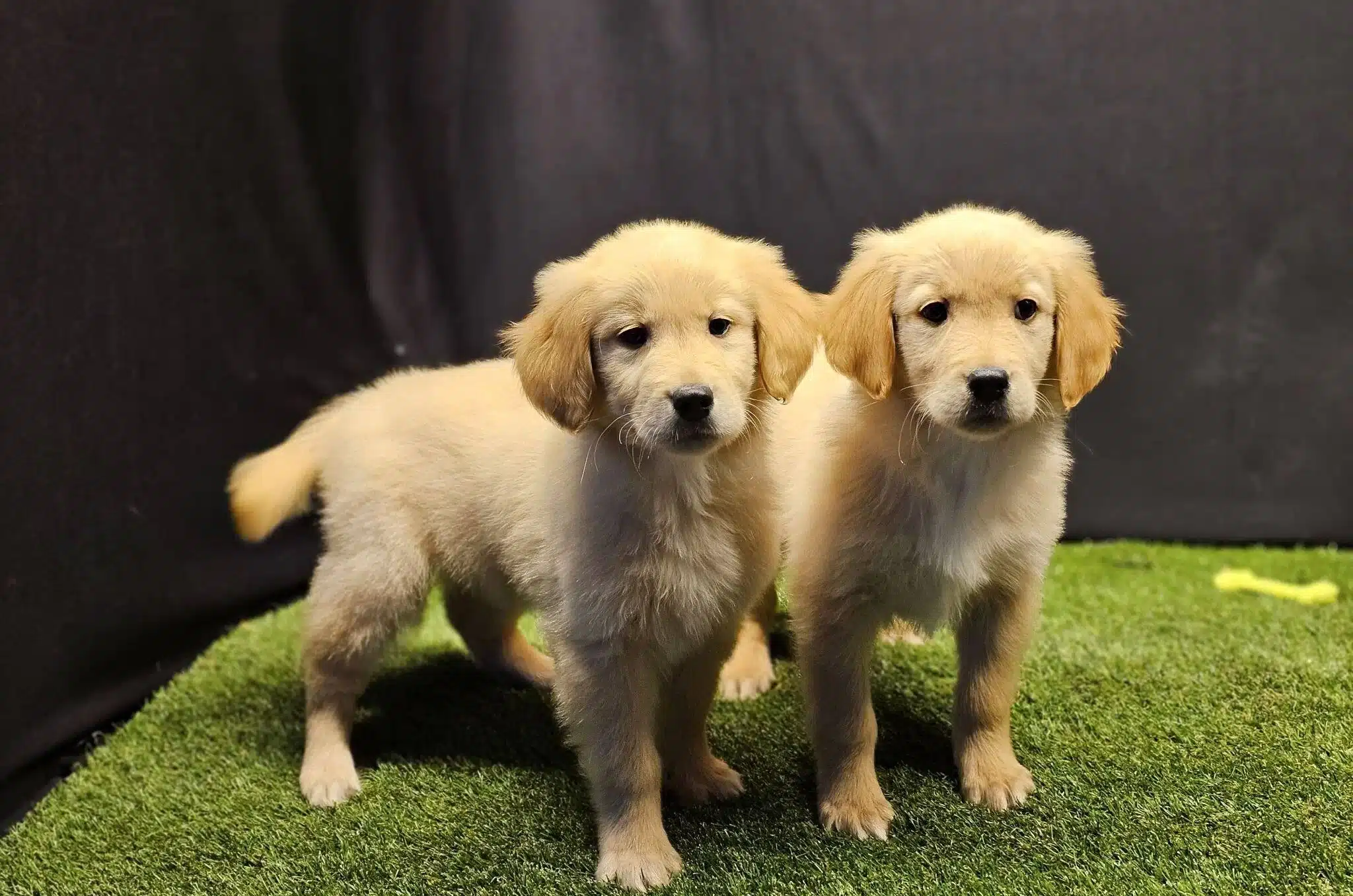 Club K9 Guvencesiyle Safkan Golden Retriever Yavruları