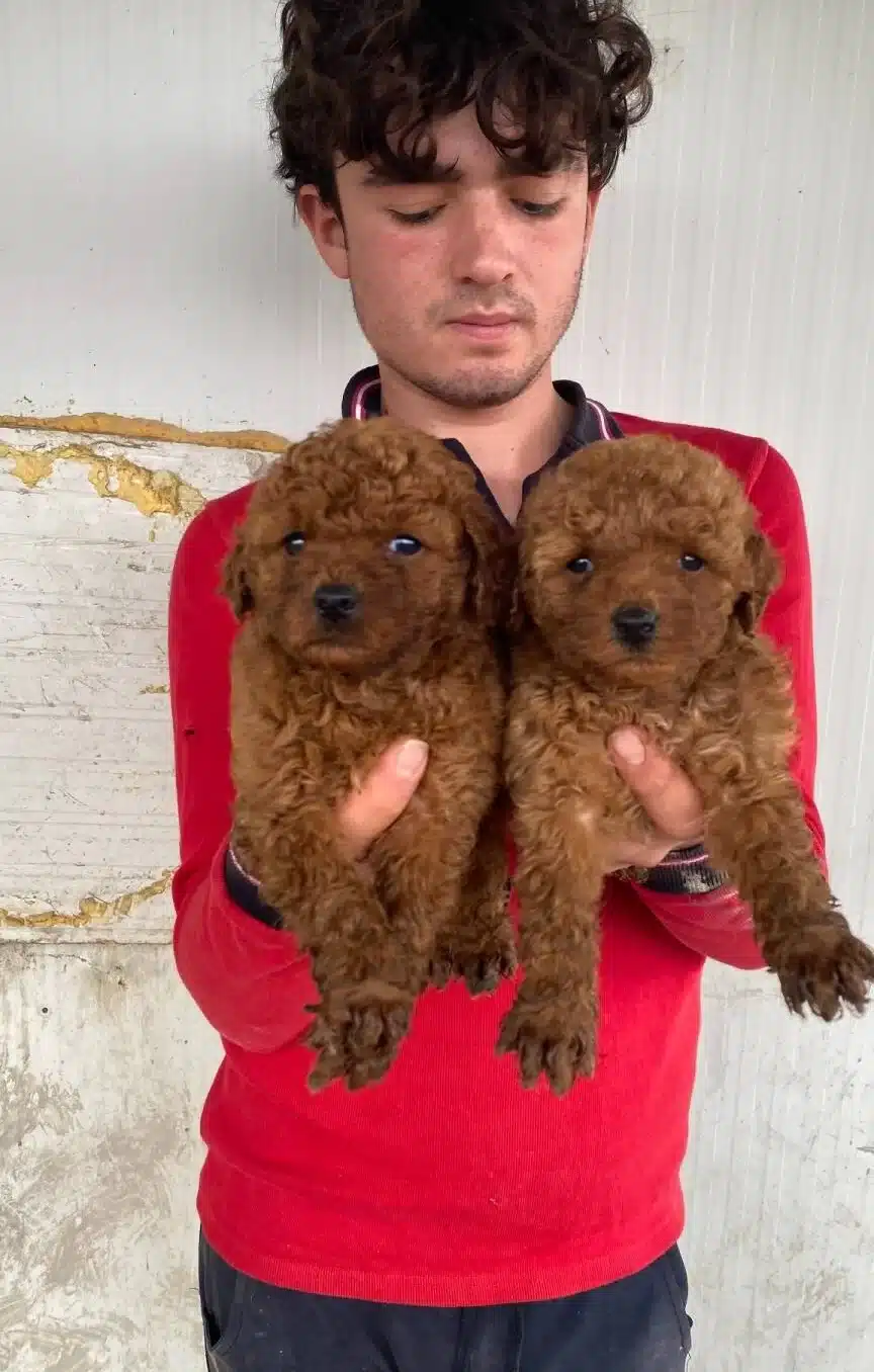 Koyu Renk Toy Poodle Yavrular