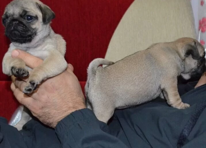 新作からSALEアイテム等お得な商品満載 Pug Chanページ pugs-the-owner