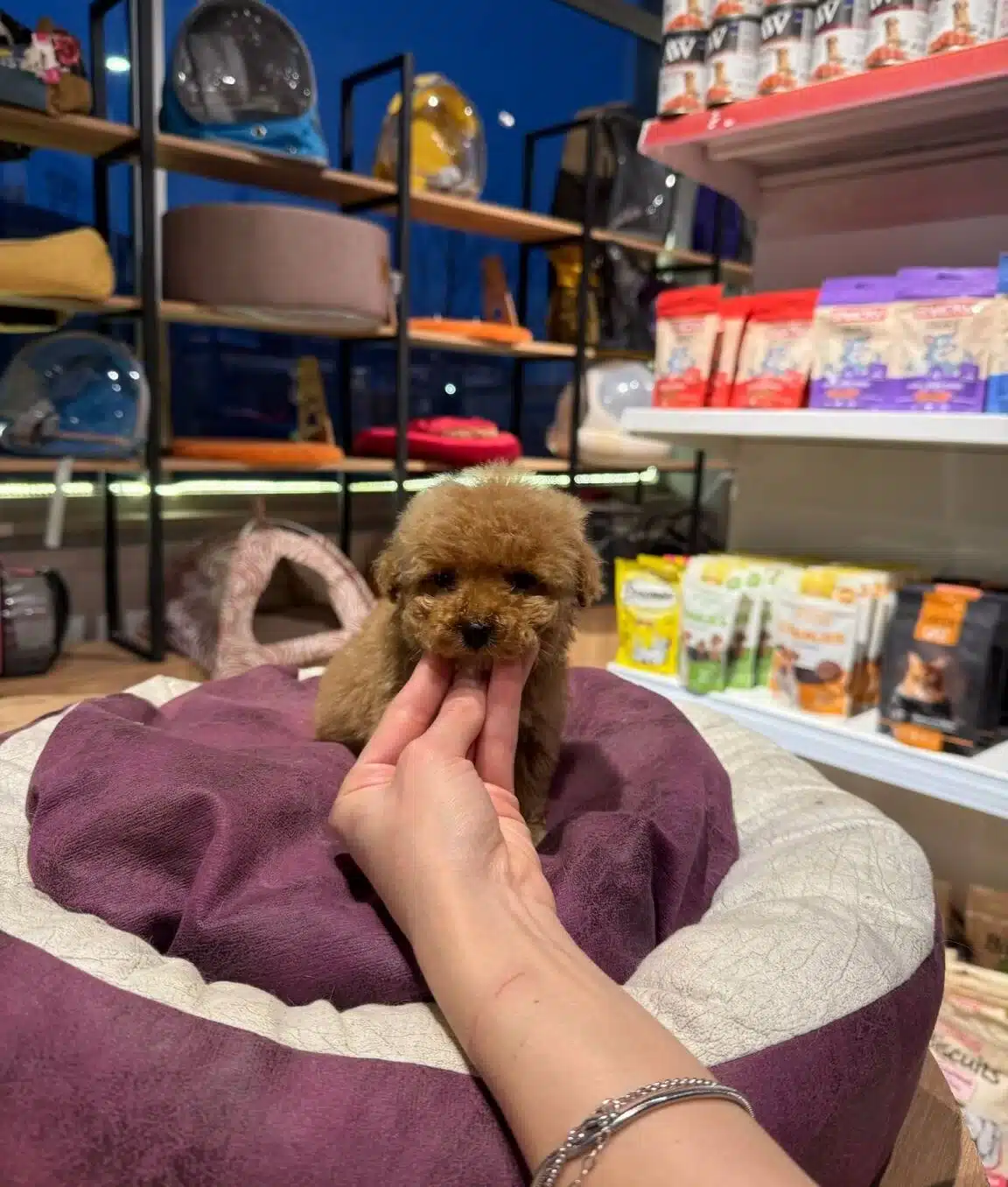 Essiz Guzellikteki Toy Poodle Bebeklerim